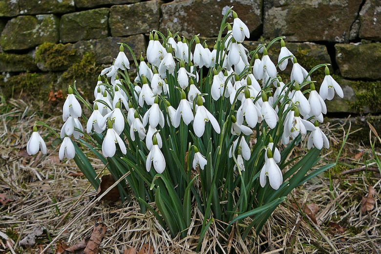 Snowdrops